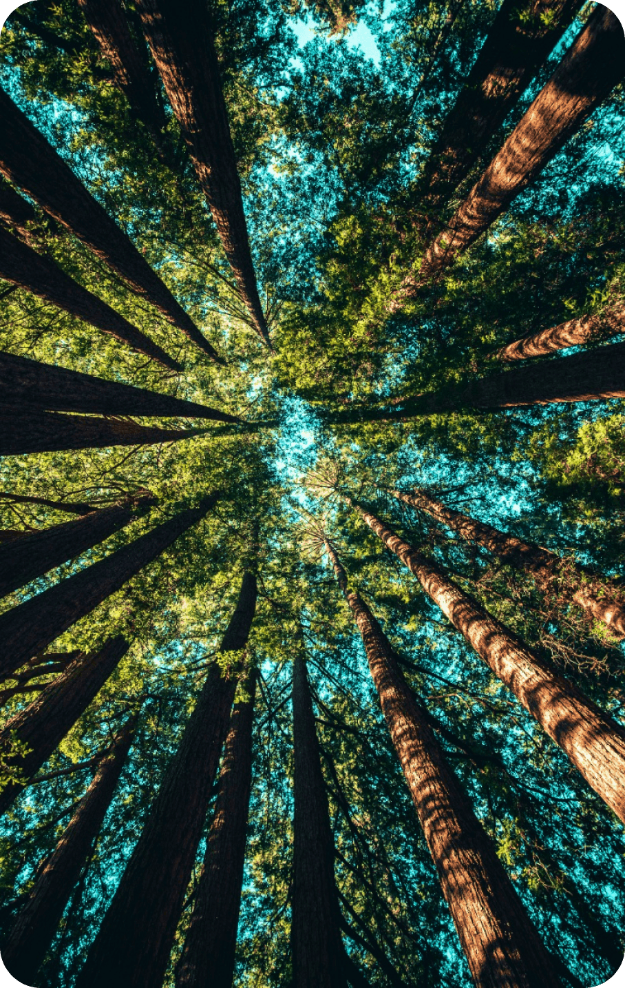 Forest canopy - Our Mission